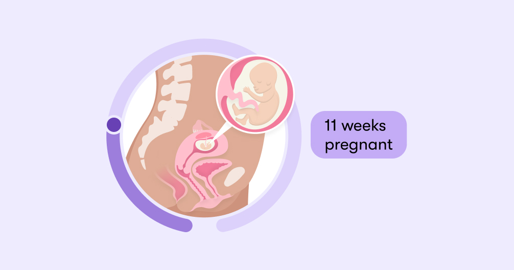 11 weeks pregnant: Symptoms, tips, and baby development